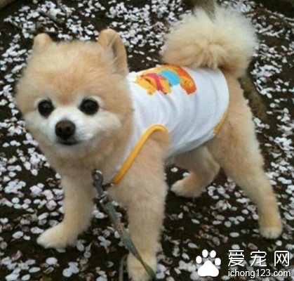  狗狗胃炎吃什么 通过食物来调理