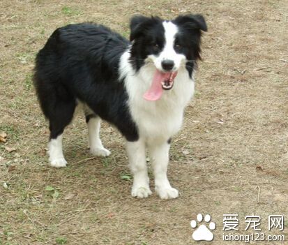 边境牧羊犬好不好 天生会放养且易训练