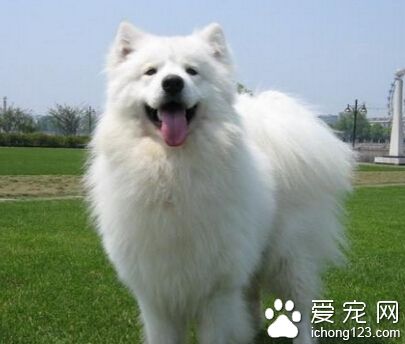 萨摩耶价格 价格可能在1000-2000元左右