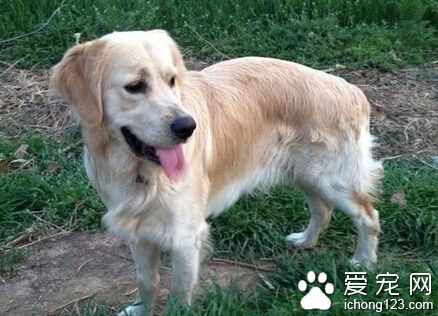 狗狗最好吃什么 应该挑选优质的幼犬犬粮