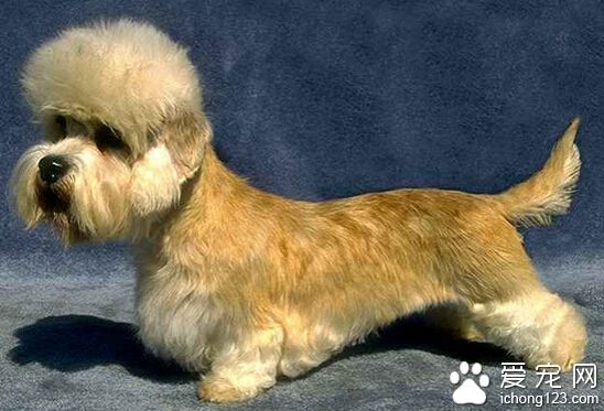  丹迪丁蒙梗是什么食物好 喂养高品质狗粮