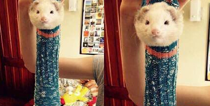 雪貂爬进了一只袜子后