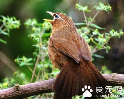 画眉鸟为什么不叫 可能因为对环境不熟悉