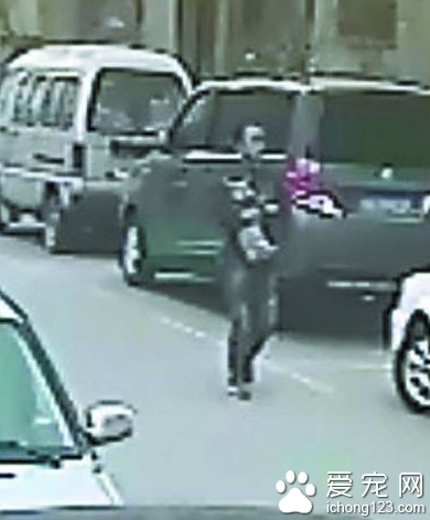 一只雪纳瑞挣脱狗绳走丢被人抱走