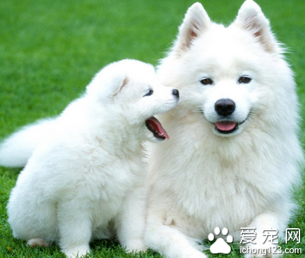 狗狗鼻炎怎么治 注意保持环境的湿度