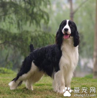 史宾格犬多少钱一只 不要相信狗贩子