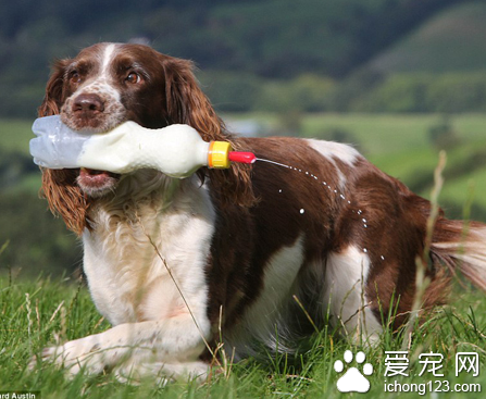 史宾格犬帮助主人管理农场 每天给遗弃羔羊喂奶