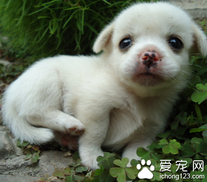 满月狗狗吃什么 它们肠胃比较脆弱