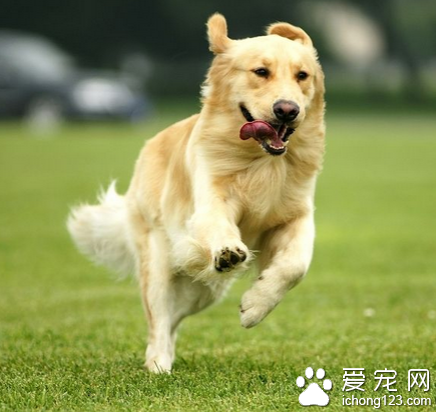 狗狗肺炎怎么办 注意定期的预防注射