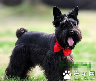 苏格兰梗的智商 该犬排名第65位