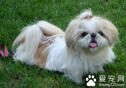 西施犬的喂养 注意其饮食方法和大便情况 