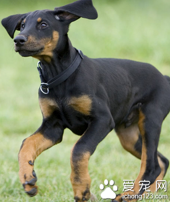 训练狗狗尿尿 要让小狗学会定点方便 