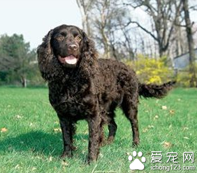 美国水猎犬的日常护理 注意护理的细节