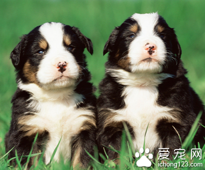 狗狗驱虫后反应 注意适量的药量