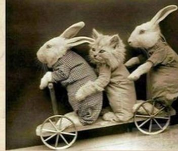 猫咪，好待遇呀，呵呵。。。