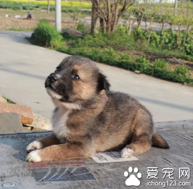 狗狗一般吃什么 注意搭配保证营养均衡