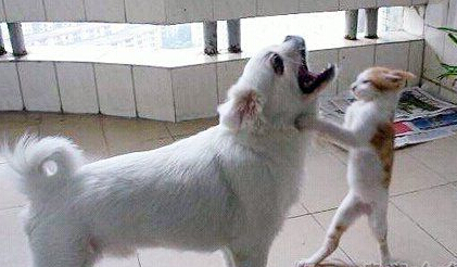 把老子的小鱼干吐出来！