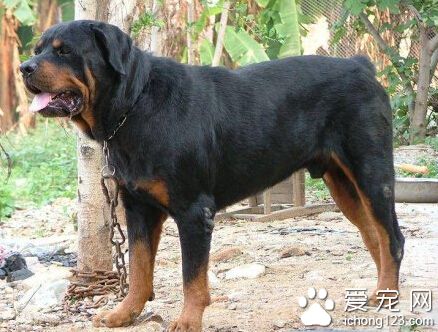 护卫犬有哪些 护卫犬要求通常是要快狠准