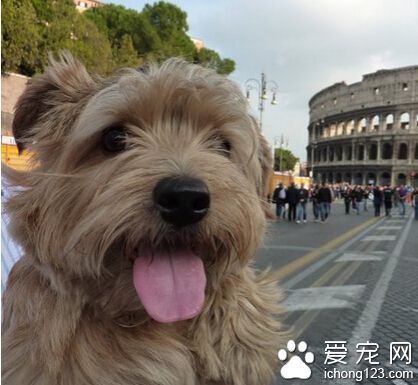 罗福梗好养吗 一定要注意狗狗的饮食