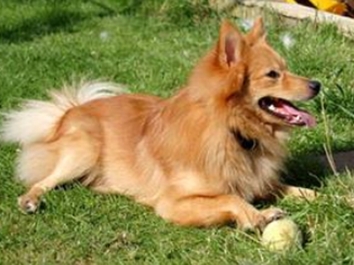 芬兰猎犬哪里卖 该犬不是觅食猎犬