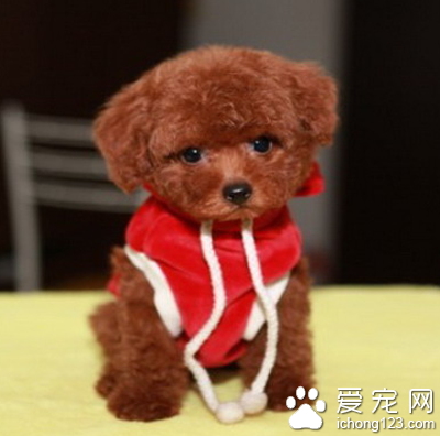 刚买的泰迪犬不见了 抱狗人送还失主