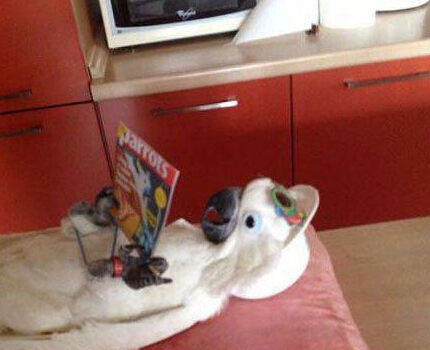 家里鹦鹉好像成精了