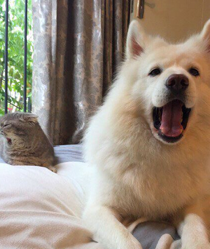 打哈欠…真的会传染…