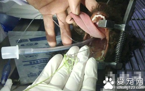 泰迪犬误食缝衣针 医生成功将缝衣针取出