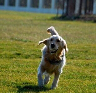 狗狗感冒了吃什么好 根据情况先喂点感冒药