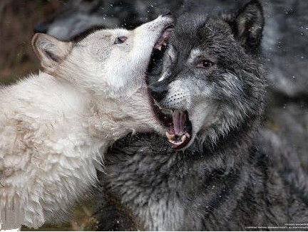 给她一枚狼式深吻