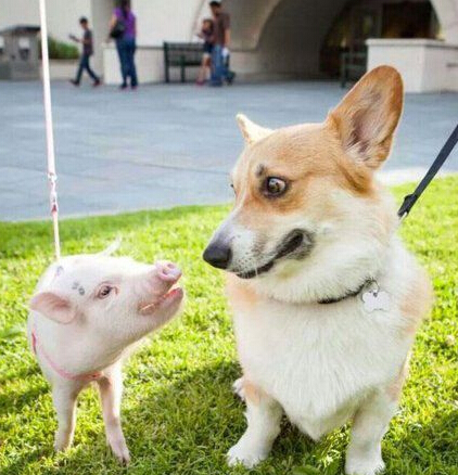 汪星人跟拱星人的第一次会面好像不是那么融洽