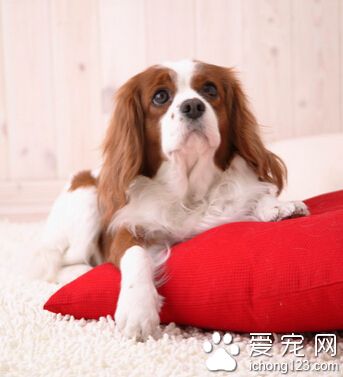 如何训练狗狗吠叫 用食物在其面前引诱