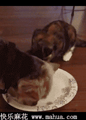 阿喵你等着，我再去要一盘！