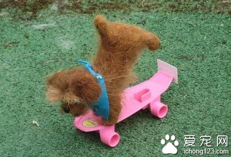  罗福梗的喂食要点 一些禁忌食物不要去喂