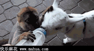 小羊宰，给俺老孙留点呀！