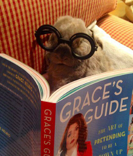 励志做一只有文化的兔纸