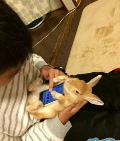 看我新买的手机套不错吧