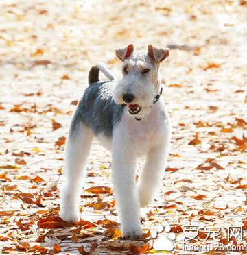 刚毛猎狐梗掉毛吗 换毛期会掉一些毛