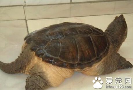 鳄鱼龟不吃东西 可能是对环境的不熟悉