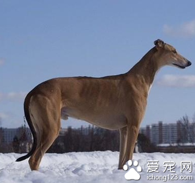 怎么训练灵缇 训练灵缇犬不胆小的方法