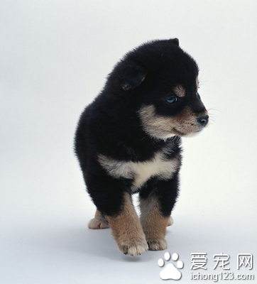 哪里有狗狗领养 当地流浪动物收容所