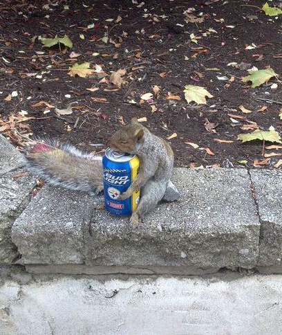 看来松鼠君有什么伤心事儿啊