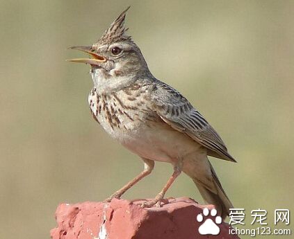 百灵鸟的特点 它既是“歌手”又是“舞蹈家”