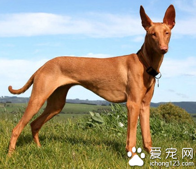 法老王猎犬掉毛吗 该犬较少掉毛