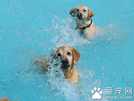 密歇根设计了一个专门给狗狗玩的游泳池