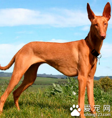 法老王猎犬怎么挑 胆量和依恋性的检查