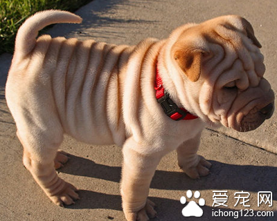 狗驱虫药多久吃一次 幼犬20日龄左右