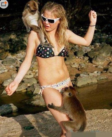  猴哥又动凡心了