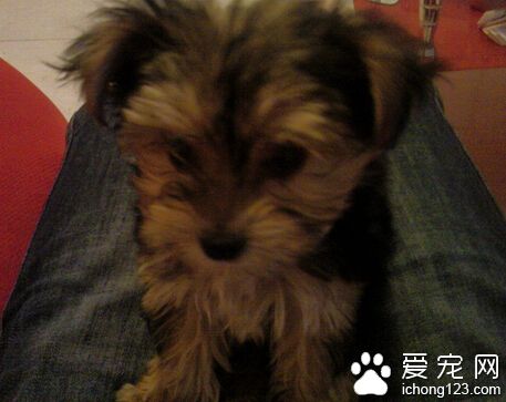 约克夏好养吗 它们非常忠诚又富有感情