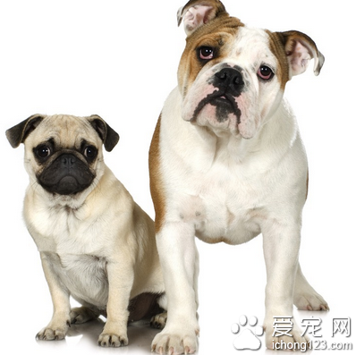 狗狗吃什么打虫药 注意驱虫药的用量